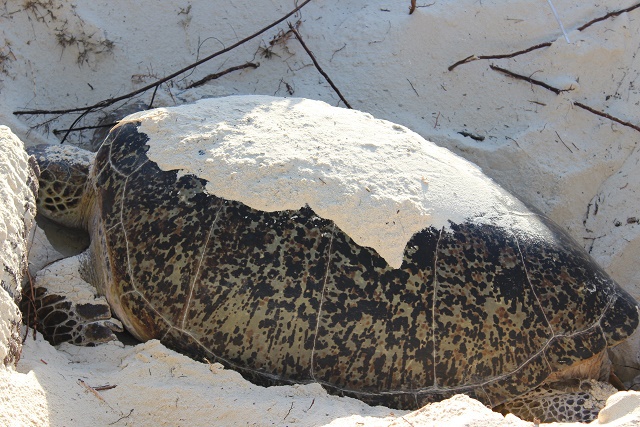 Curieuse island beaches a humanless haven for sea turtles, report says