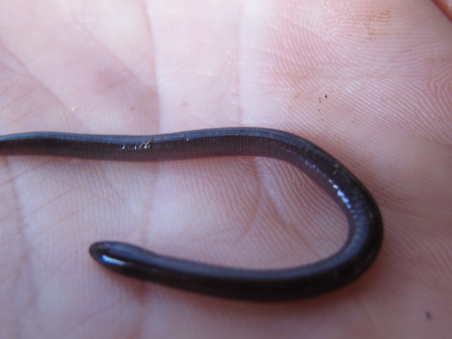 A worm? A snake! Nope, it’s a Seychelles caecilian