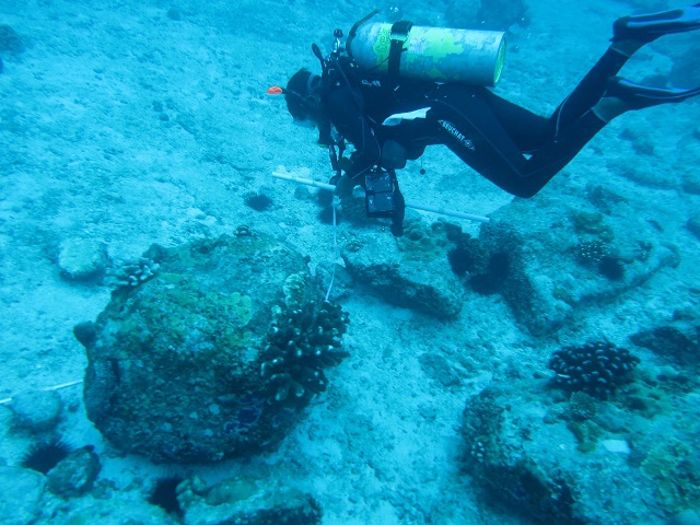 Découverte aux Seychelles du rare corail à bulles