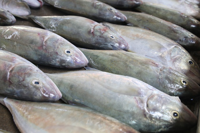 Schools of fish fill Seychelles bay