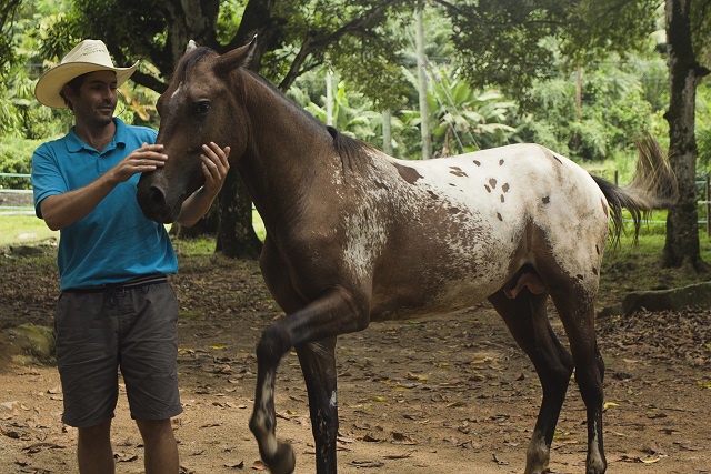 Galopez bientôt sur les plages de sable blanc des Seychelles