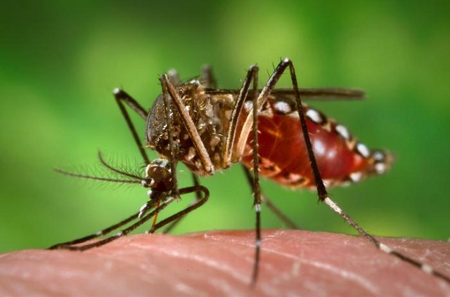 Don’t panic over Zika virus, health authorities tell Seychellois