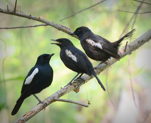 Succès : L’île Denis aux Seychelles constate une hausse de la population aviaire