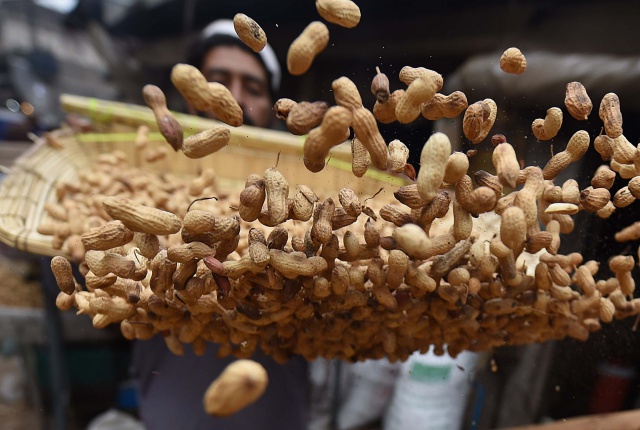 Eating peanuts helps infants avoid allergy, even after pause.