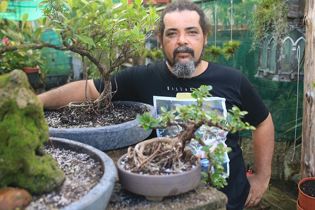 Miniature trees grown in Seychelles, part of Japanese art of bonsai