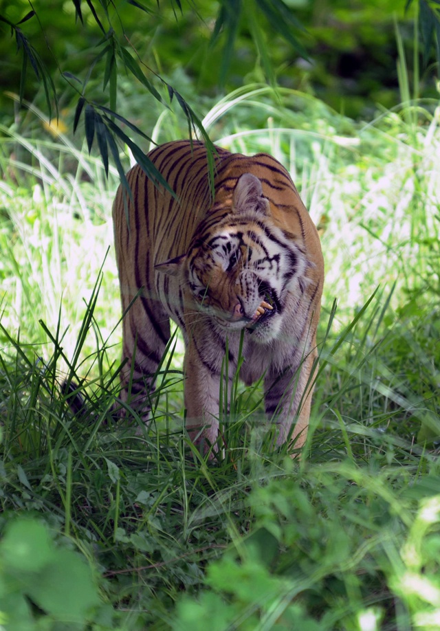 World tiger count rises for first time in 100 years