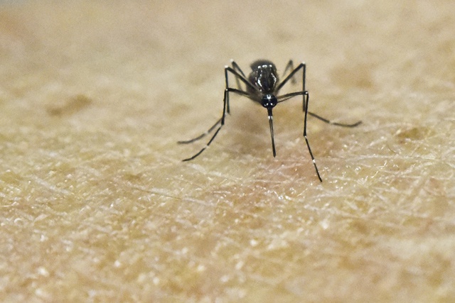 US health authorities confirm Zika causes birth defects