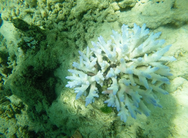 Le blanchiment des coraux a été confirmé sur l'île de Curieuse aux Seychelles ; un projet vise à prévenir les dégâts supplémentaires
