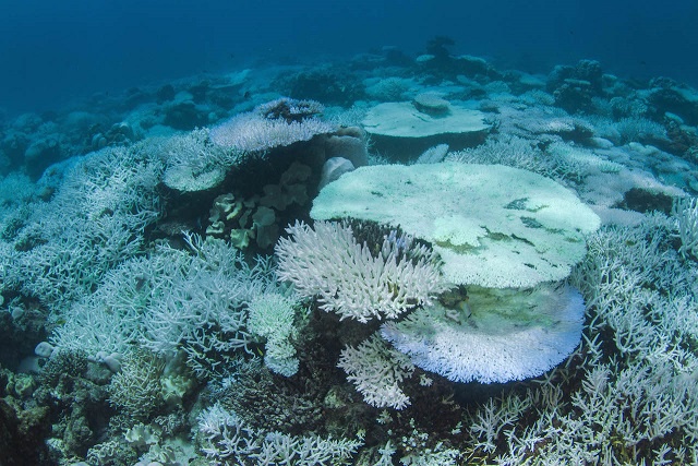 Coral bleaching in Seychelles' waters escalating, local groups say