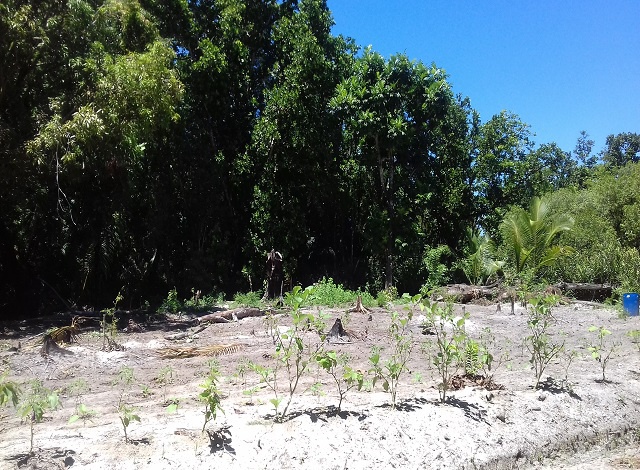 Seychelles goes into agroforestry, merging food production with conservation