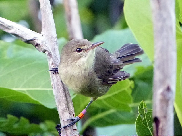 Bird research in Seychelles links inbreeding with shorter lifespans for entire animal kingdom