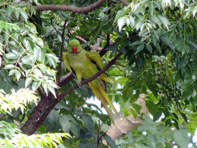 La SIF traque une des dernières perruches à collier, aux Seychelles