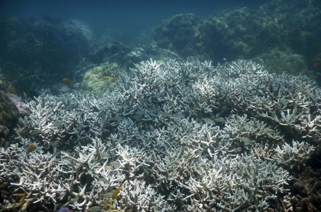 Third of coral 'dead or dying' in parts of Barrier Reef