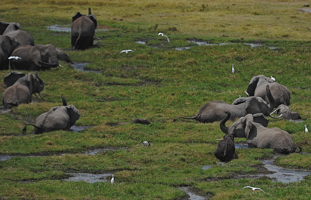 Elephants in Tanzania reserve could be wiped out by 2022