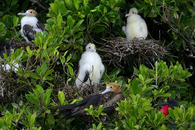 Seychellois conservationists on Aldabra conclude annual count of one of world’s largest colonies of frigatebirds