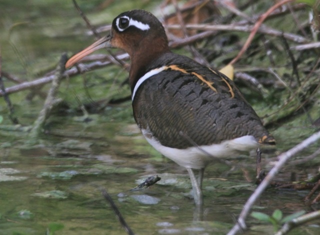 Un oiseau rare et inhabituel repéré aux Seychelles par une étudiante de l'université locale