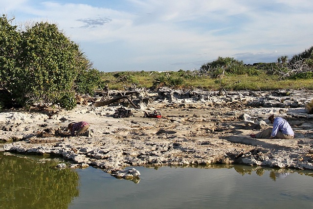 100,000 years old? Crocodile fossils found on Seychelles atoll of Aldabra