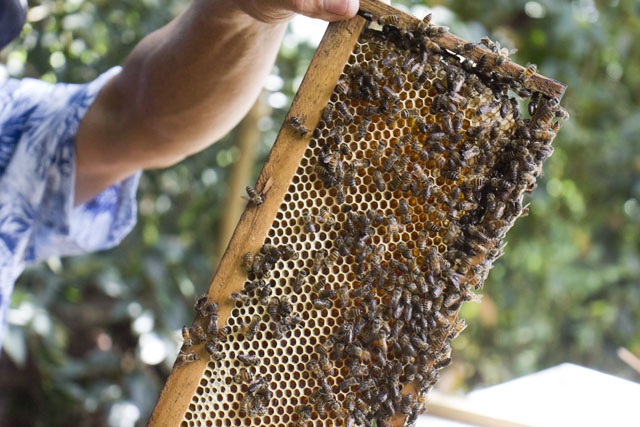 Beekeeping to increase food security, income in Seychelles
