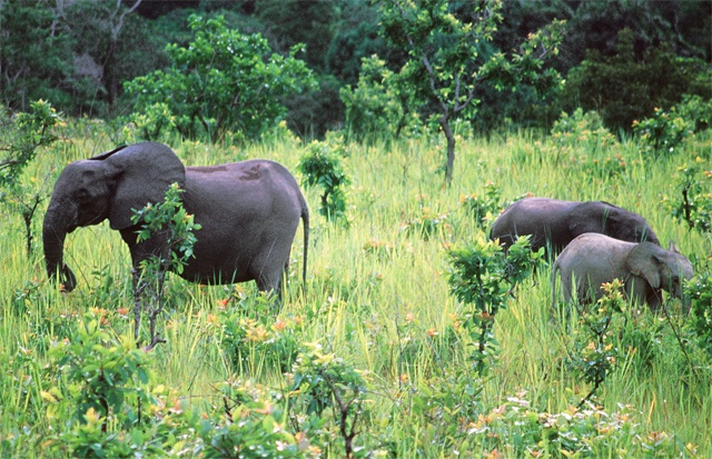 Study sounds alarm for slow-breeding forest elephants