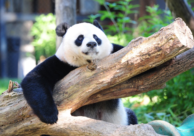 Survey finds giant pandas no longer 'endangered' in China