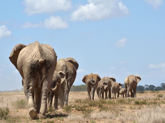 African elephants 'suffer worst decline in 25 years'