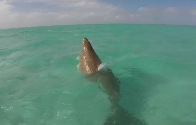 Returning home? Sightings of dugongs increase in Seychelles’ Aldabra atoll