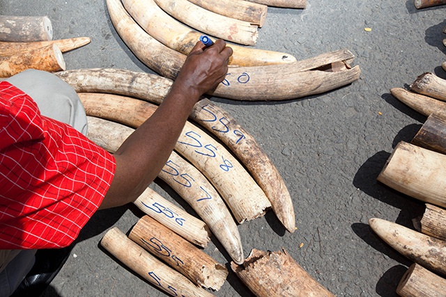 Interdiction à la Namibie et au Zimbabwe de vendre leur ivoire à l'étranger