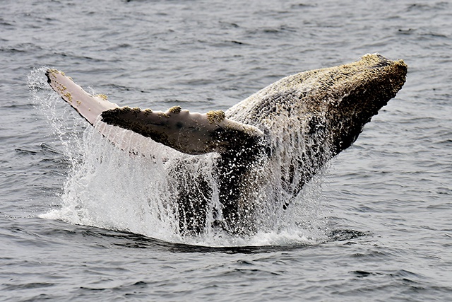 Les pays chasseurs de baleines torpillent une proposition de sanctuaire