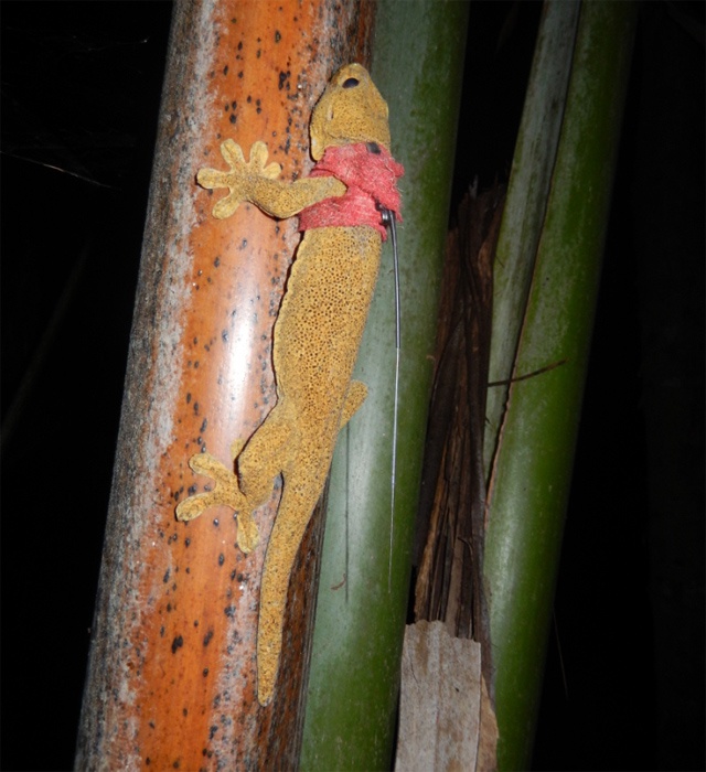 Prehistoric pursuit: 'Tagging' and tracking Seychelles' elusive giant bronze gecko