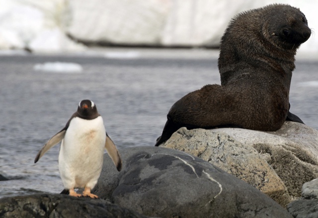 Deal struck for world's biggest marine reserve in Antarctica