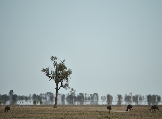 Commonwealth brainstorms on climate change reversal