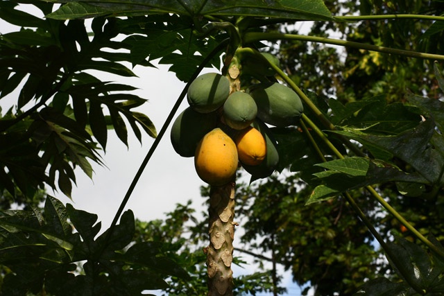 Leading tourists to the farm: Seychelles to develop strategy for agro-tourism