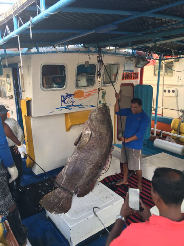 Affamé? Un mérou de 200kg pêché dans les eaux des Seychelles en vente au Royaume-Uni