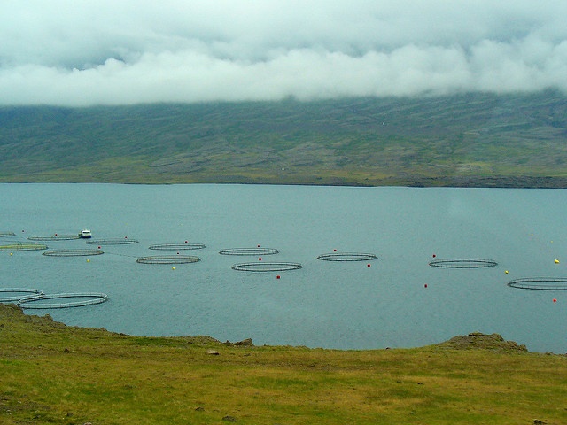 Seychelles' mariculture project to start with new facility on the eastern coast