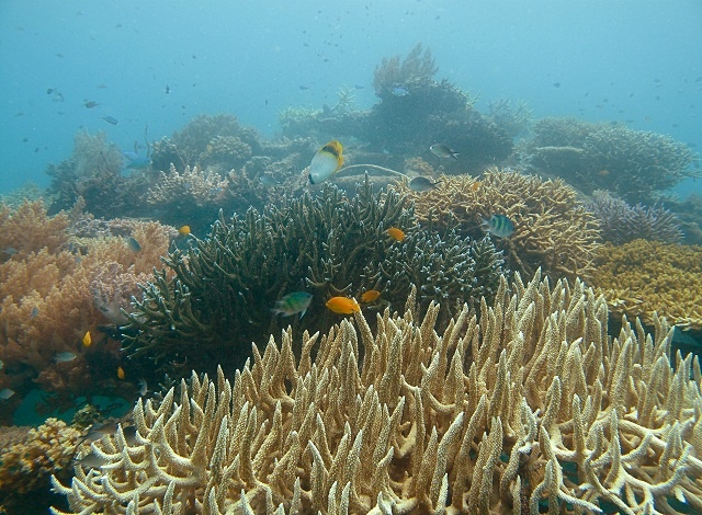 Climate-ravaged corals recover poorly: study