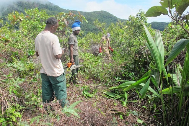Landmark study in Seychelles shows hope for restoring native plant communities