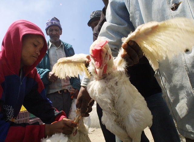 S.Africa and EU spar over chicken meat 'dumping'