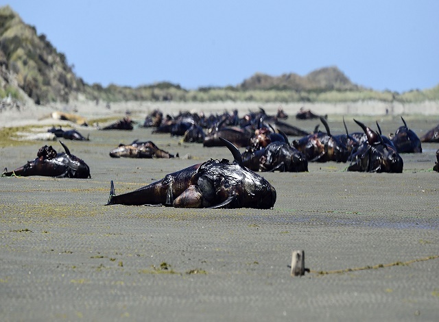 Hundreds of whales wash up dead on New Zealand beach