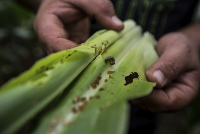 On a South African farm, despair over armyworm attack