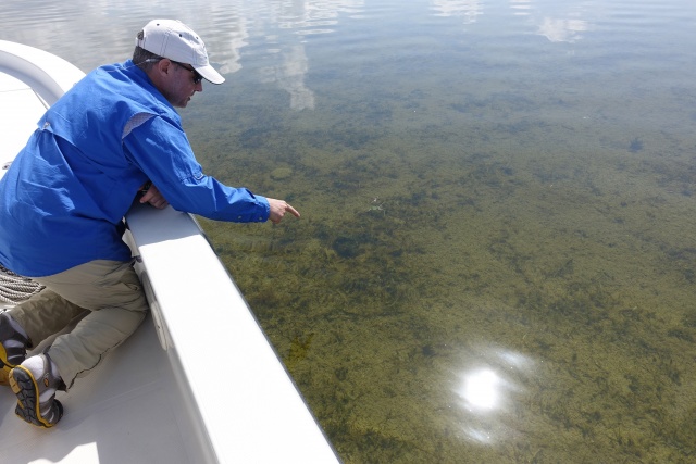 Seagrass on decline, jeopardizing human, coral health: study