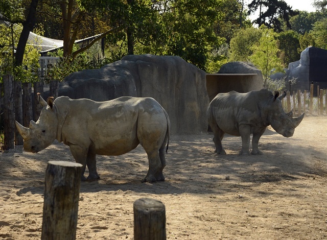 White rhino killed by poachers at French zoo