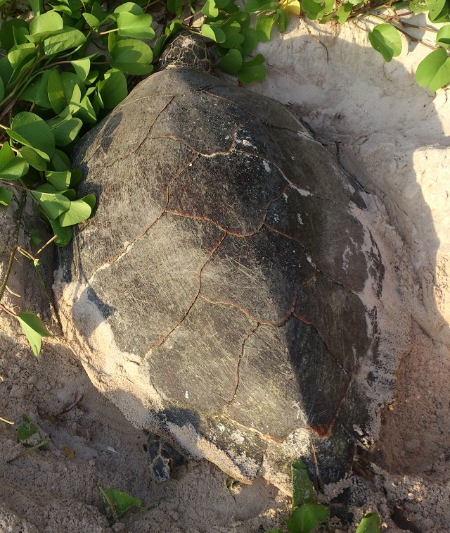 Long journey: Hawksbill turtle swims to Seychelles from Australian island