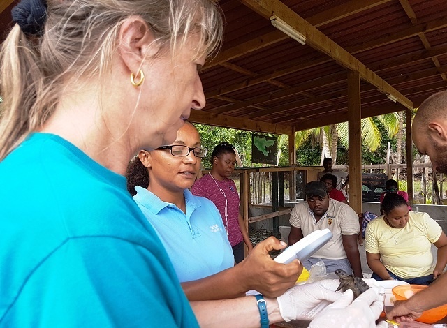 Seychelles' juvenile giant tortoises electronically tagged to deter poachers