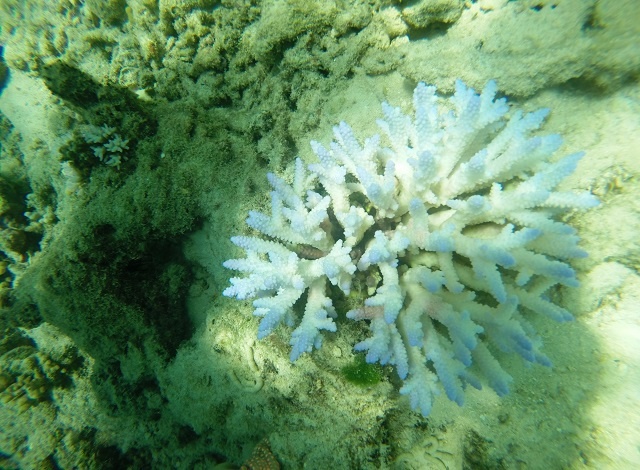 Survival of Seychelles’ coral in jeopardy, says marine biologist