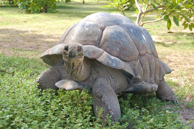 Seychelles' giant tortoises to feature at Venice art exhibition