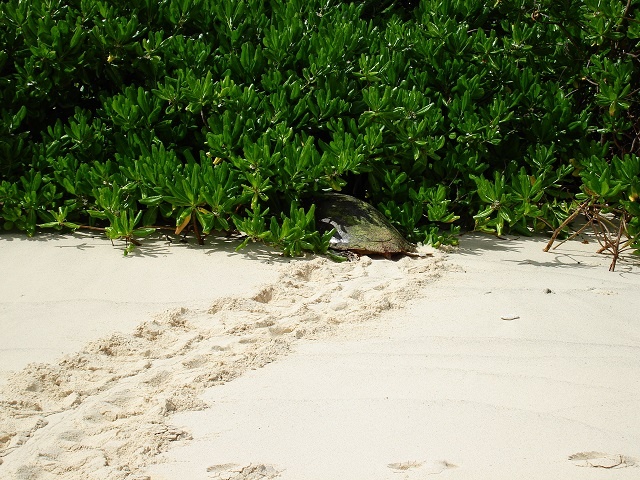 Climate change, not poaching, the bigger threat to hawksbill turtles in Seychelles