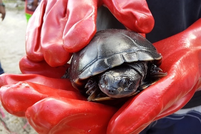 L’île de Frégate commence à compter les tortues en danger dans le cadre d’un nouveau recensement