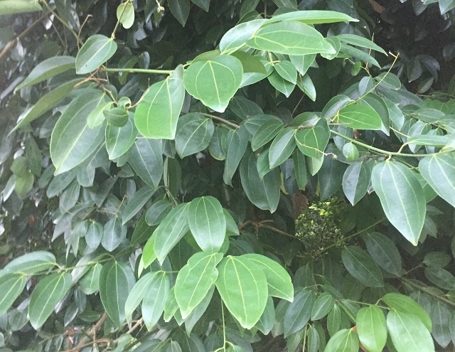 Seychellois entrepreneur to revive plantation industry to export cinnamon, coconut products