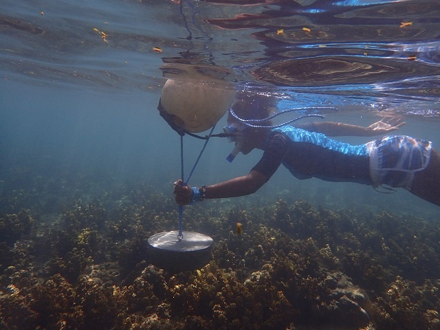 'Unlock the Sea,' programme to save Seychelles' corals, moves to 2nd phase
