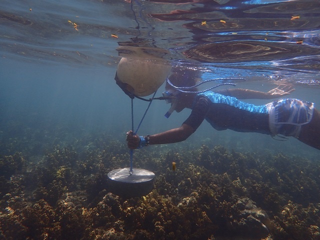 'Unlock the Sea,' programme to save Seychelles' corals, moves to 2nd phase